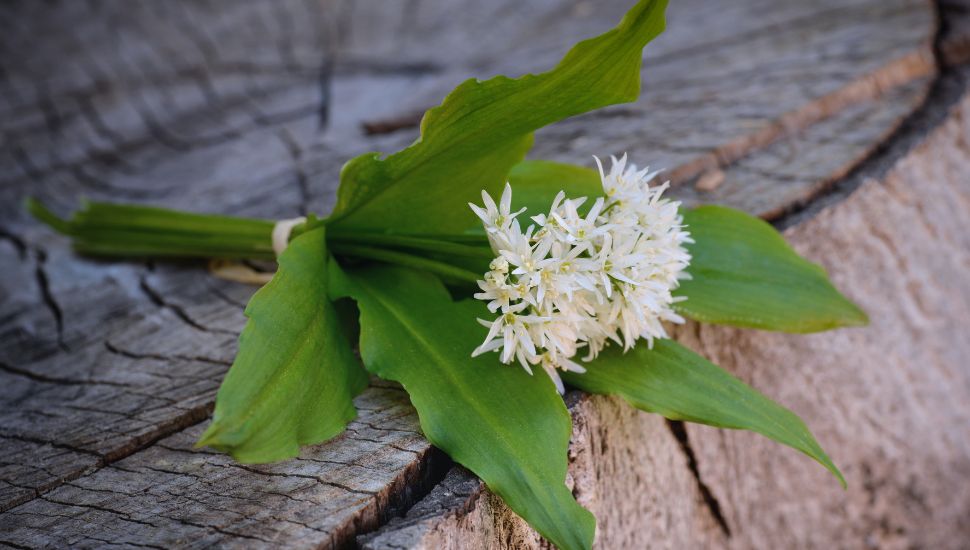 Can You Freeze Wild Garlic Cover