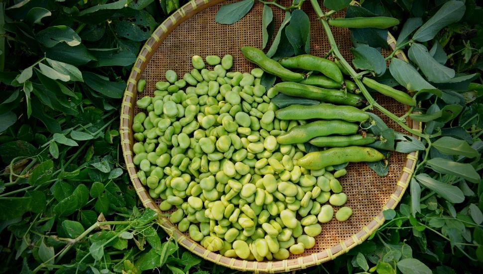 How To Freeze Broad Beans Cover