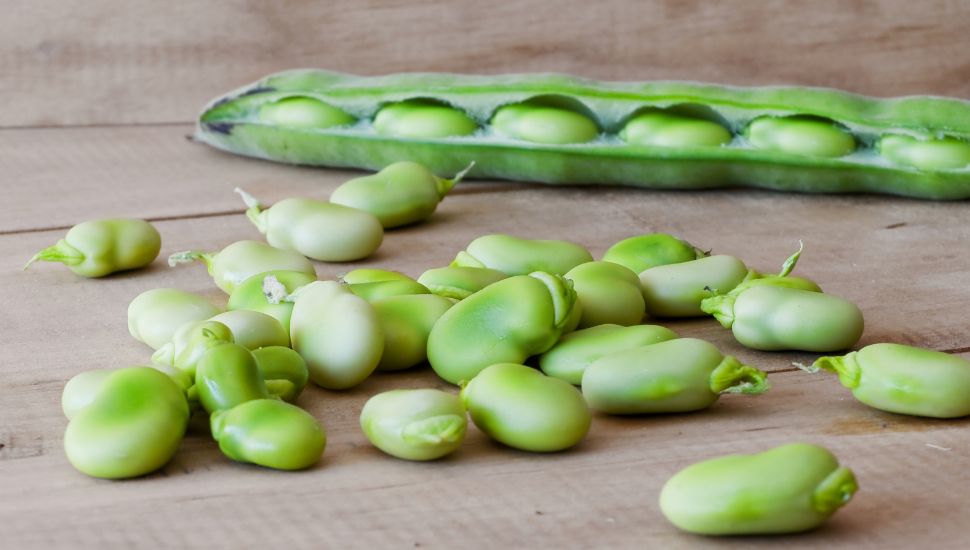 picture of Broad Beans