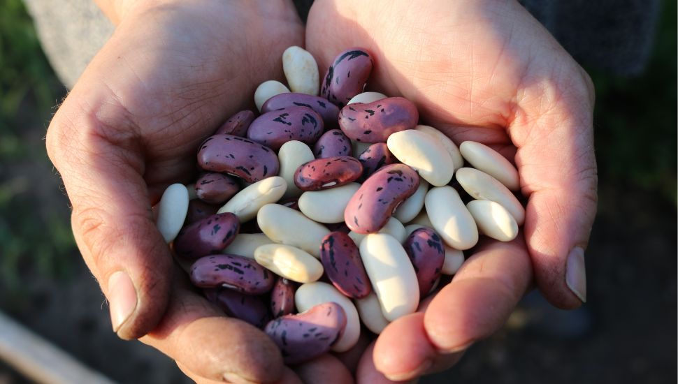 runner beans in hands