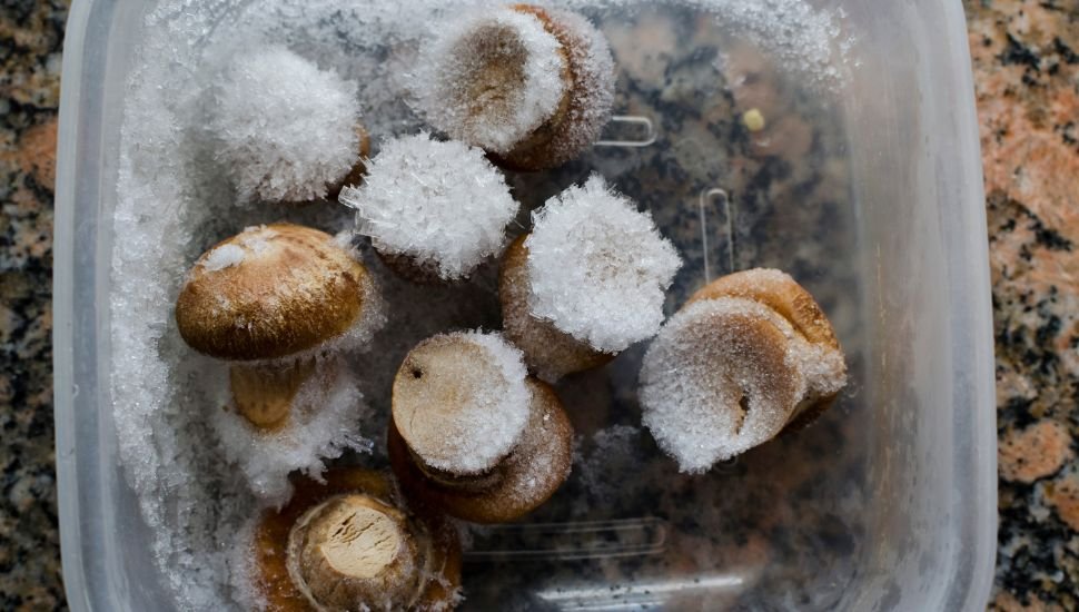 frozen Mushrooms in a plastic container