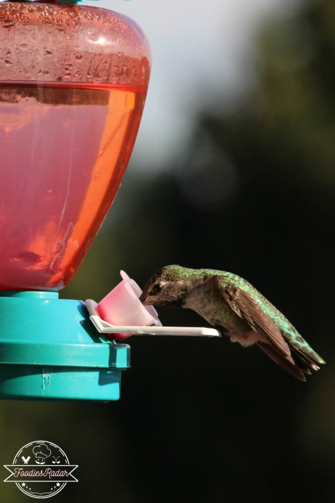 image of a hanging Hummingbird feeder